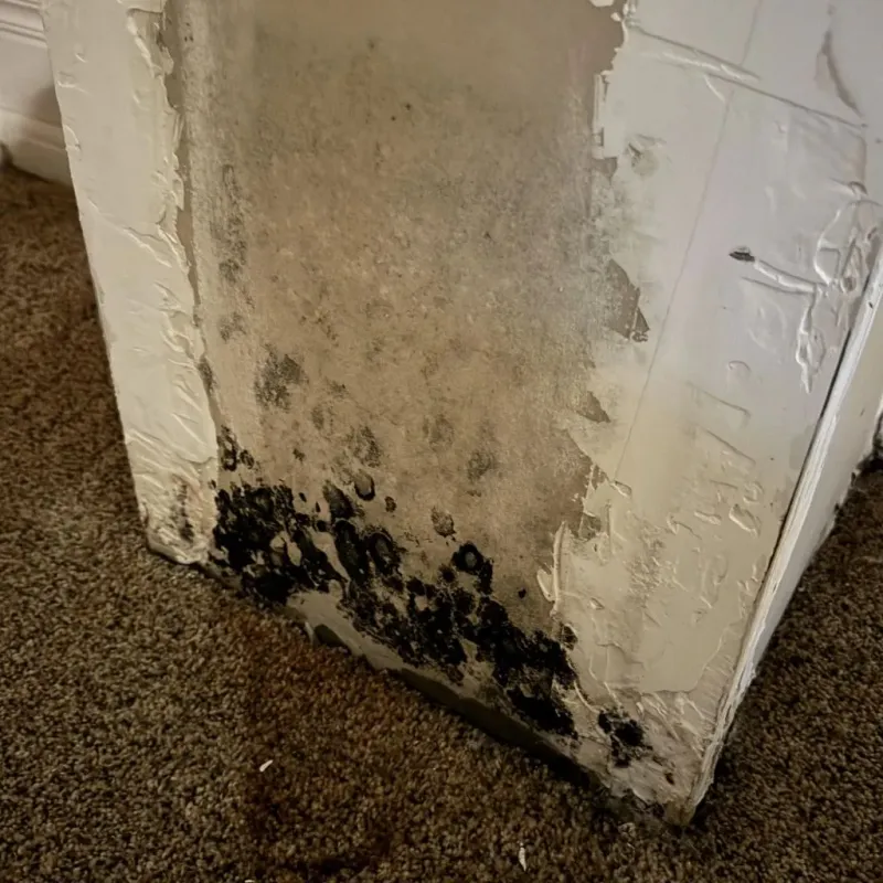Professional Mold Removal in Saint James, NC